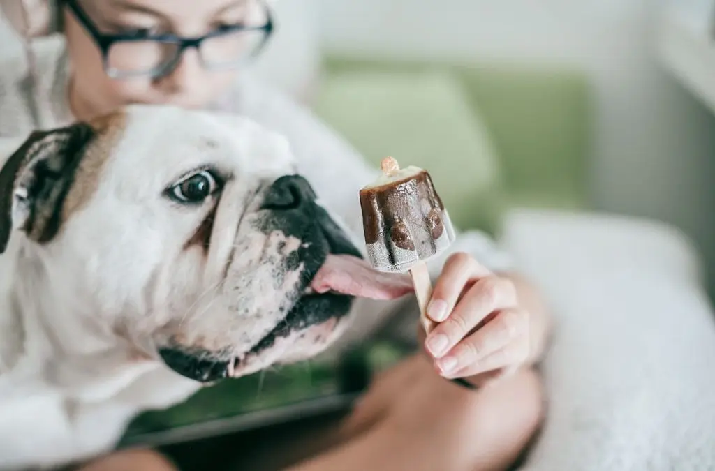bulldog licking icecream