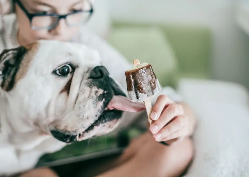 bulldog licking icecream